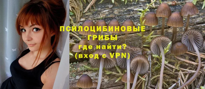 где найти   Остров  блэк спрут tor  Псилоцибиновые грибы MAGIC MUSHROOMS 